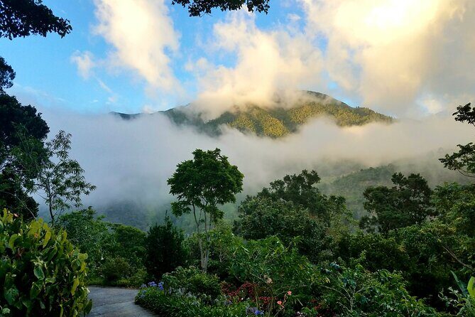 Blue Mountain Private Tour in Jamaica - Introduction