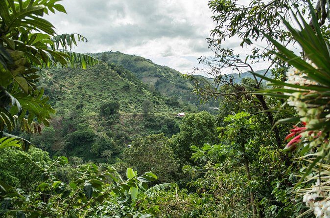 Blue Mountain Private Tour in Jamaica - Deep Dive into the Itinerary