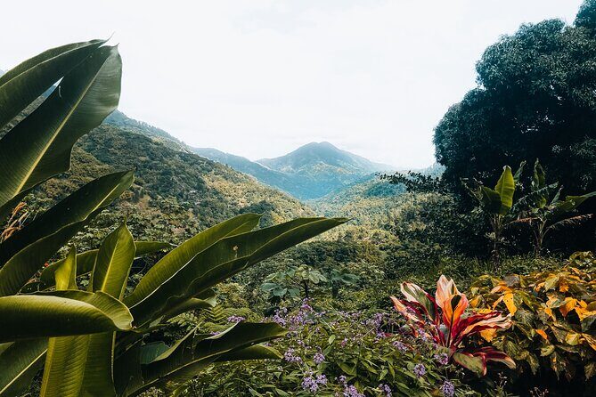 Blue Mountain Private Tour in Jamaica - Who’s This Tour Best For?