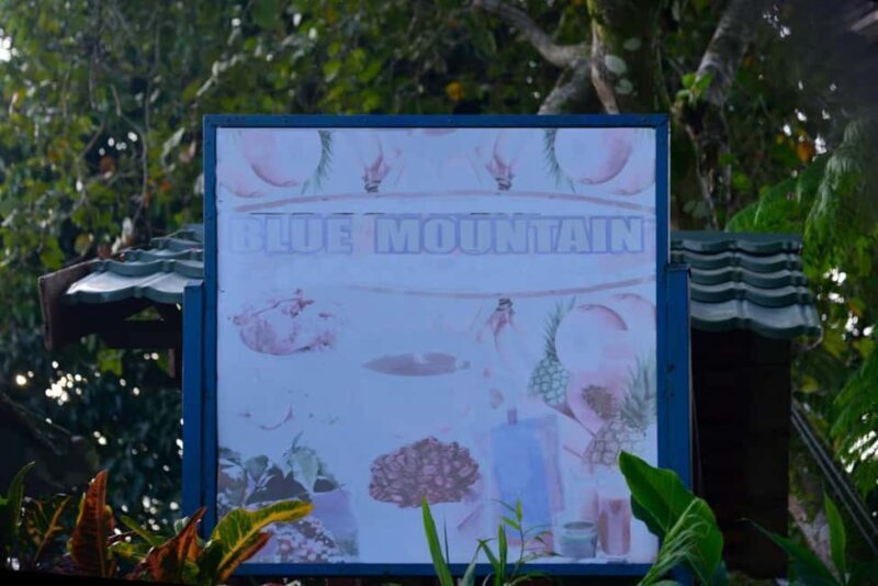 Blue Mountain Tour: A Half-Day Escape from Kingston - A Well-Balanced Look at the Blue Mountain Half-Day Tour