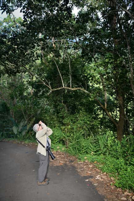 Blue Mountain Tour: A Half-Day Escape from Kingston - Considerations and Possible Drawbacks