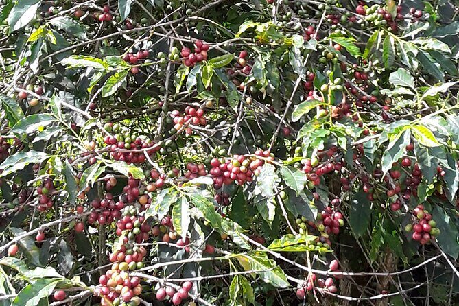 Blue Mountain Tour with Hotel Transportation - The Complete Breakdown of the Blue Mountain Tour Experience