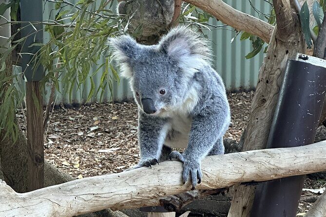 Blue Mountains and Australian Native Animals - Who Is This Tour Best For?