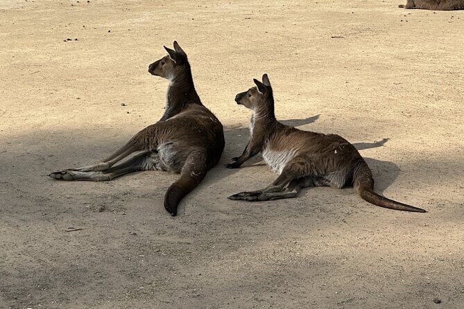Blue Mountains and Australian Native Animals - FAQ