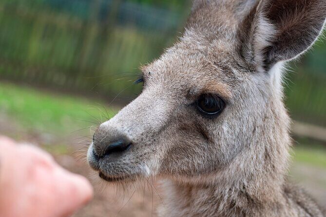 Blue Mountains Big Day Out - Private Tour - Why This Tour Offers Great Value