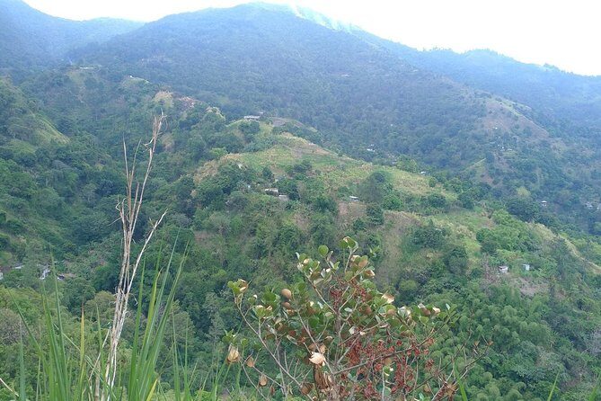 Blue Mountains Coffee Private Tour from Kingston - Practicalities and Considerations