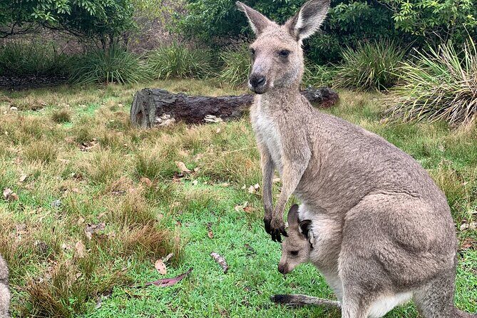 Blue Mountains Day, Sunset Tour & Glow Worms Night Adventure - Who Would Love This Tour?