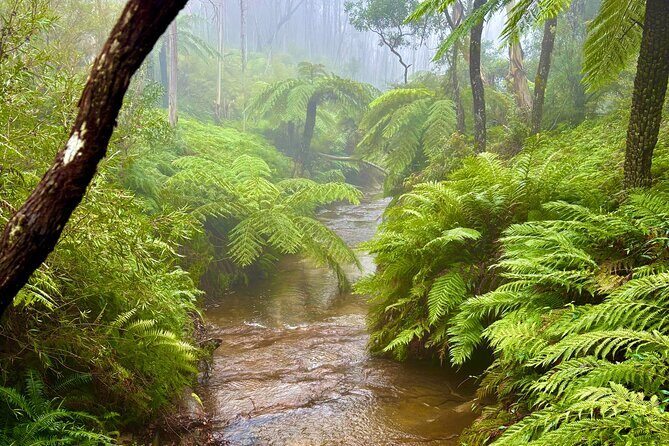 Blue Mountains Day Tours W Scenic World and Lunch - A Closer Look at the Itinerary