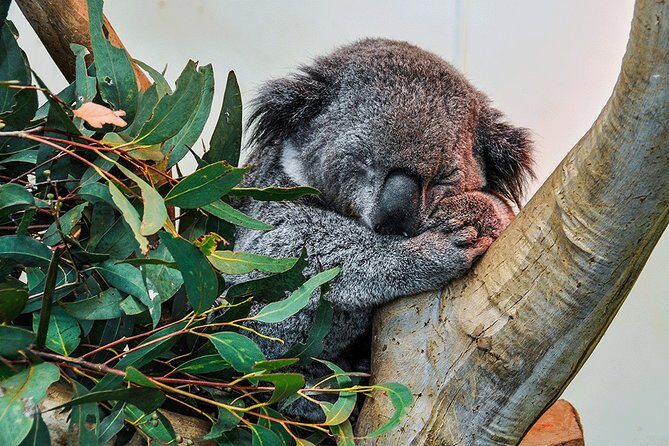 Blue Mountains Highlights & Wildlife Park - Exploring the Itinerary in Depth