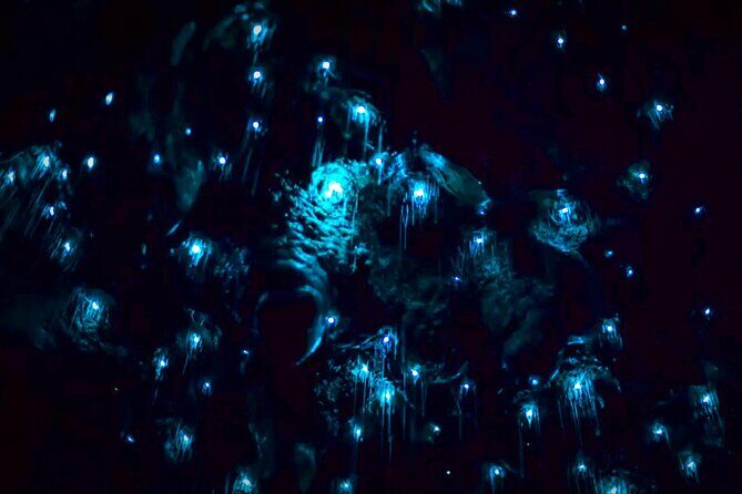 Blue Mountains Hiking Glow worms Cave Wildlife Spotlighting Night Adventure - Final Thoughts: Is It Worth It?