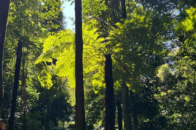 Blue Mountains Main Attraction Private Daily Group Tours - Who should consider this tour?