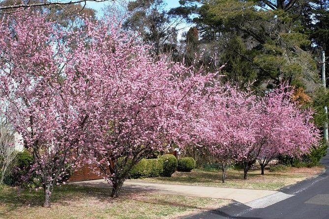Blue Mountains Private Tour - Who Is This Tour Best For?
