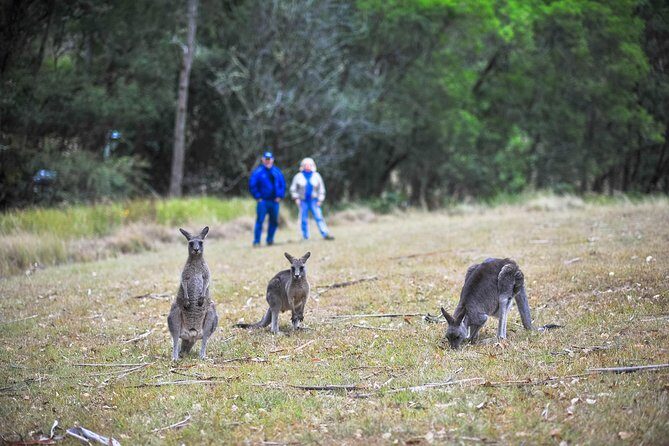 Blue Mountains Private Tour from Sydney - Who Will Love This Tour?
