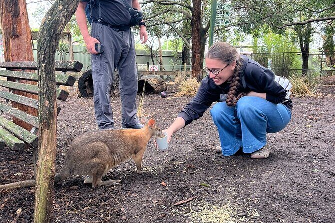 Blue Mountains Private Tour & Scenic World Included - Alternative to Featherdale: Blackheath and Its Views