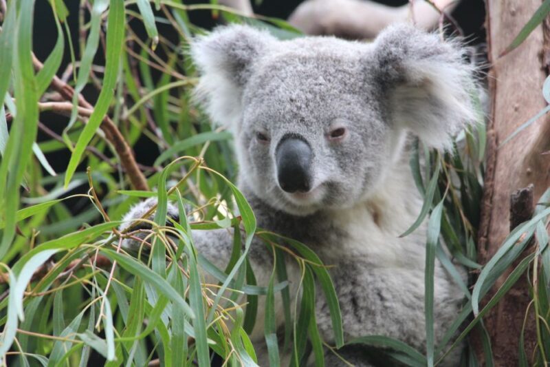 Blue Mountains private tour with Featherdale Wildlife Park - Key Points