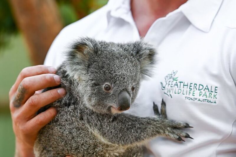 Blue Mountains: Private Tour with Wildlife and River Cruise - Experience the Blue Mountains: Private Tour with Wildlife and River Cruise