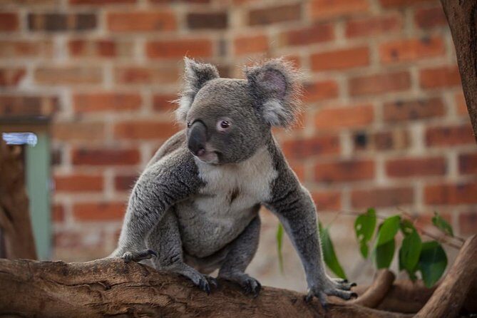 Blue Mountains Wildlife Full-Day Sights and Hiking from Sydney - Who Would Love This Tour?