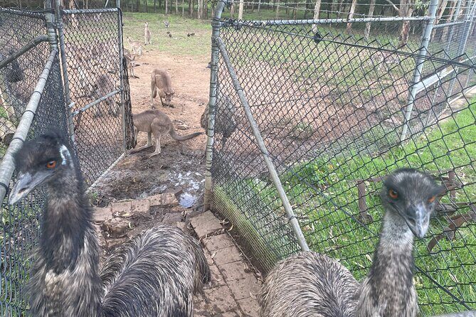 Blue Mountains Wildlife Full-Day Sights and Hiking from Sydney - FAQ