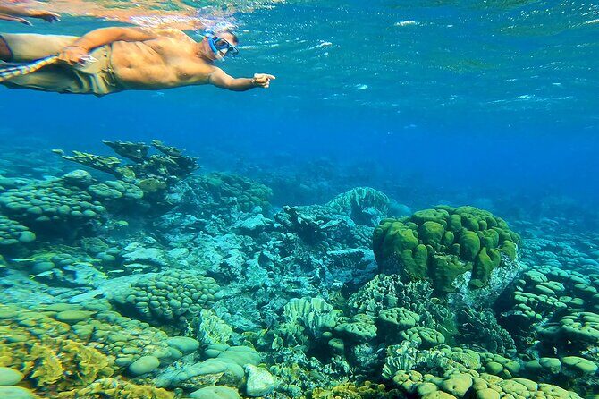 Blue Parrot Snorkel Sail with 4 course lunch or dinner in Aruba - Who Will Love This Tour?