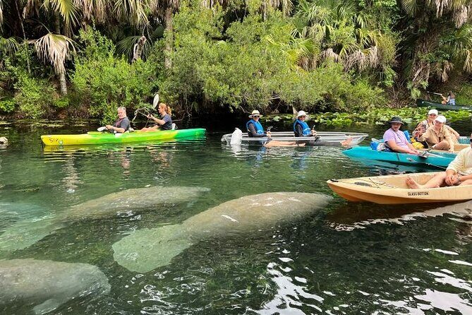 Blue Springs 4 Hour manatee Kayak Tour - Key Points