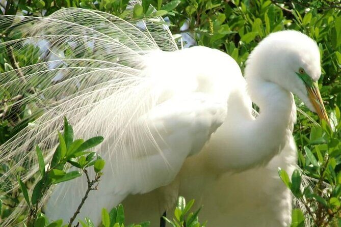 Blue Springs 4 Hour manatee Kayak Tour - Exploring the Blue Springs Manatee Kayak Tour in Detail