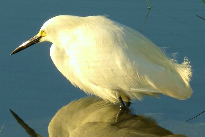 Blue Springs 4 Hour manatee Kayak Tour - Who This Tour Is Perfect For