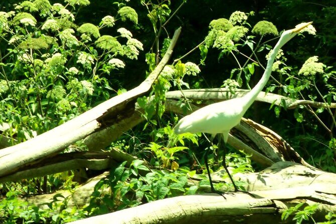 Blue Springs 4 Hour manatee Kayak Tour - Final Thoughts