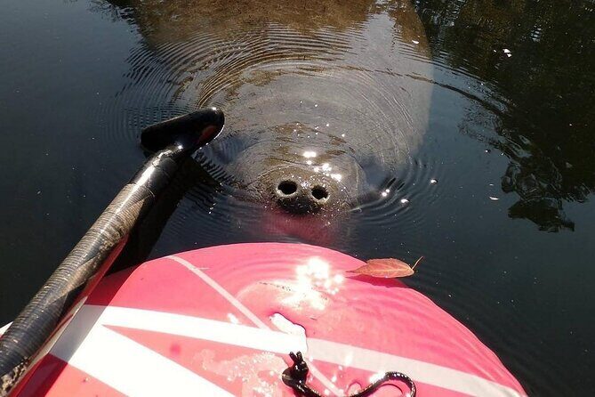 Blue Springs Manatee Tours & Wildlife Adventure Orlando - The Itinerary: What to Expect