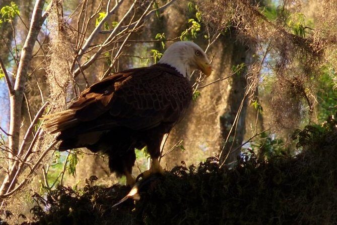 Blue Springs Manatee Tours & Wildlife Adventure Orlando - Who Will Love This Tour?
