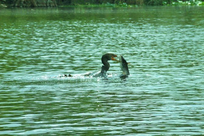 Blue Springs Manatee Tours & Wildlife Adventure Orlando - Frequently Asked Questions