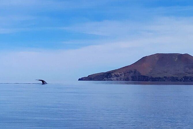 Blue Whale Watching Experience in Loreto - In-Depth Look at the Blue Whale Watching Tour in Loreto