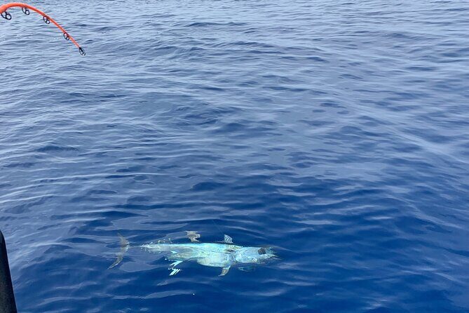 Bluefin Tuna Fishing Charter in the Egadi Islands - Key Points