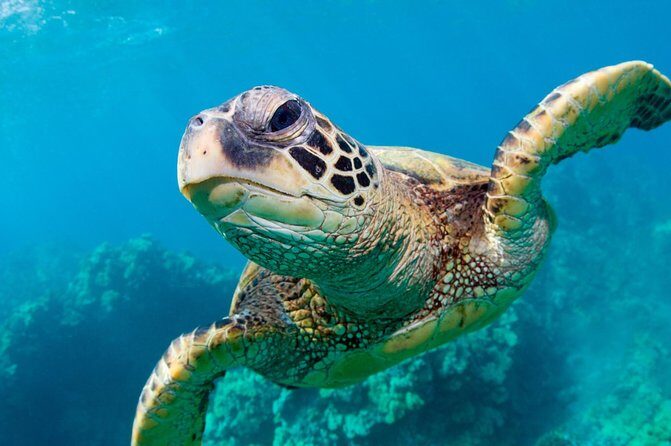 Bluefinn242 Swim with the Turtles in Nassau Bahamas - Key Points