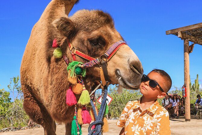 Boat Ride to the Arch and Beach Camel Ride in Cabo San Lucas Shared Tour - Frequently Asked Questions