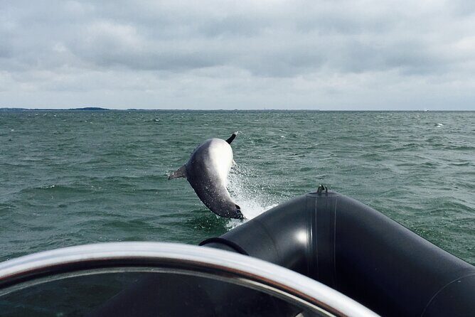 Boat Seafari Adventure - Key Points