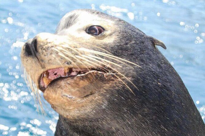 Boat Tour and Snorkel at Pelican Rock - A Closer Look at the Experience