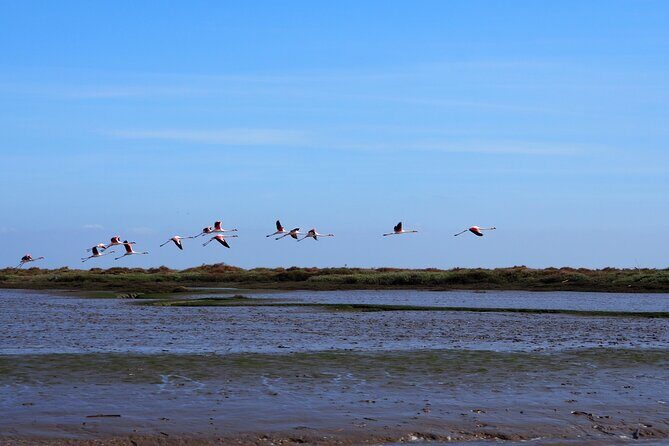 Boat Tour - Bird Observation in the Tejo Nature Reserve - A Closer Look at the Boat Tour - Bird Observation in the Tejo Nature Reserve