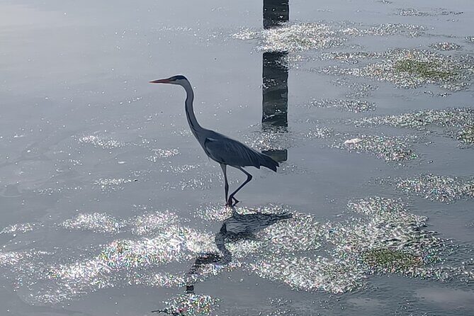 Boat Tour - Bird Observation in the Tejo Nature Reserve - Exploring the Details of the Bird Observation Boat Tour