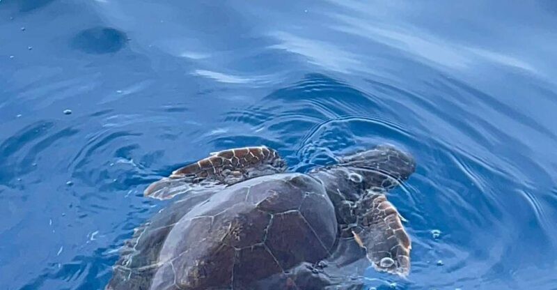 boat tour exploring and searching for dolphins in Acitrezza - Key Points