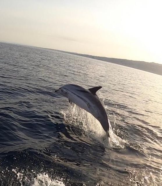 boat tour exploring and searching for dolphins in Acitrezza - An In-Depth Look at the Acitrezza Dolphin Search Boat Tour