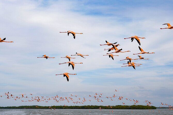 Boat tour in Río Lagartos Natural Reserve, with Food - A Complete Look at the Río Lagartos Boat Tour, with Food