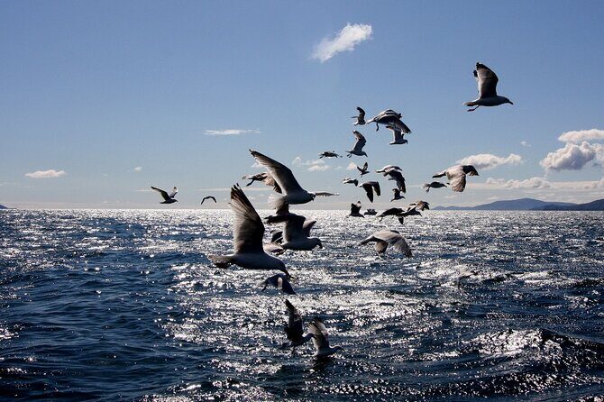 Boat Tour of Dingle Peninsula - Final Thoughts: Is This Tour Right for You?