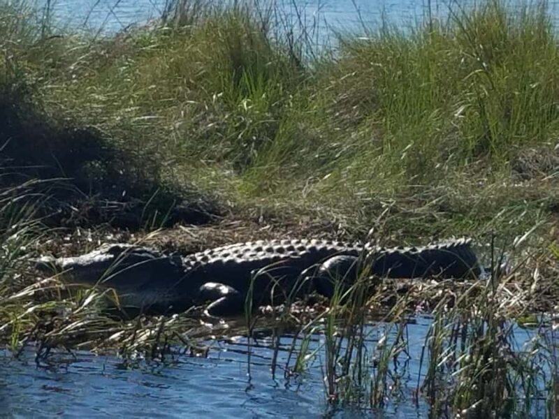Boat Tour of Louisiana Bayous Near New Orleans - Key Points