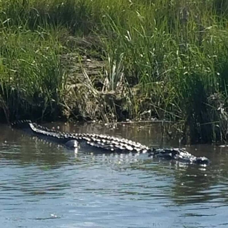 Boat Tour of Louisiana Bayous Near New Orleans - Exploring the Louisiana Bayous: An In-Depth Review