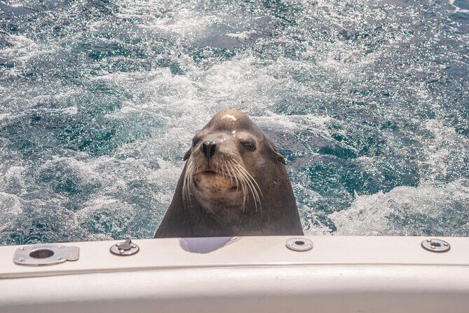 Boat Tour Snorkeling Tour with Guide, Drinks and Fruit - Final Thoughts: Is This the Tour for You?