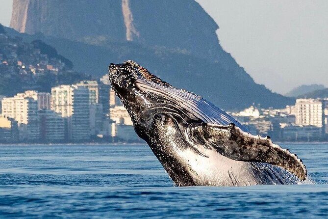 Boat Tour - Snorkeling with Turtles or Whale Watching Experience - The Itinerary: What to Expect