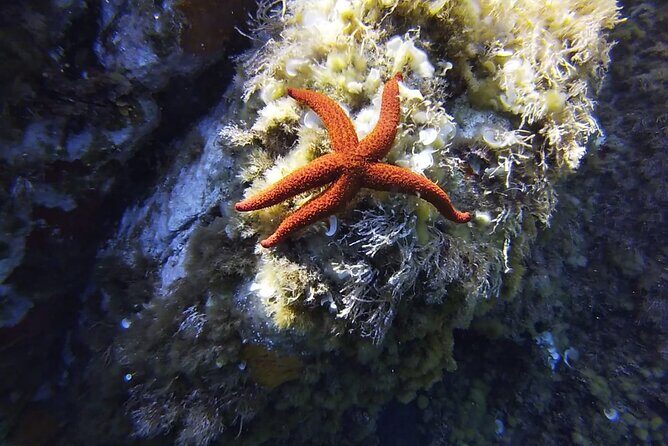 Boat Trip and Snorkeling in the Gulf of Calvi - Key Points