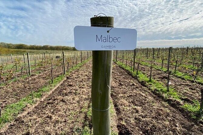 Bodega Gamboa Premium Wine Tasting with Lunch - Exploring Bodega Gamboa: A Genuine Taste of Local Wine