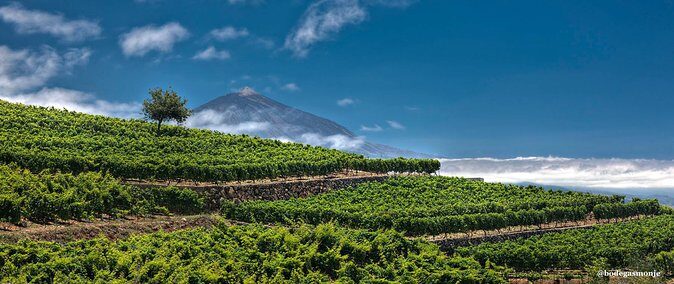 Bodegas Monje Winery Ticket w/Wine Tasting & Mojo Sauce Workshop - Who Will Appreciate This Tour?