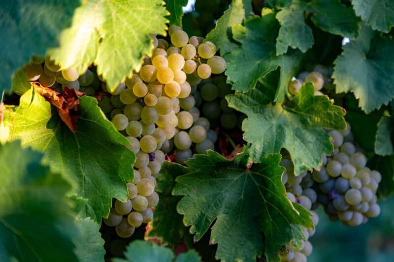 BODEGAS PANDORA: tour through the vineyards and winery with wine tasting. - An In-Depth Look at the Pandora Winery Tour